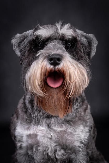 retrato del perro schnauzer miniatura