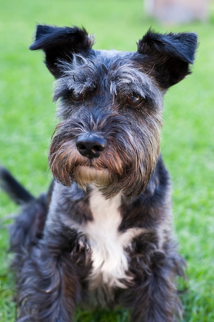 Retrato de perro schnauzer en pasto