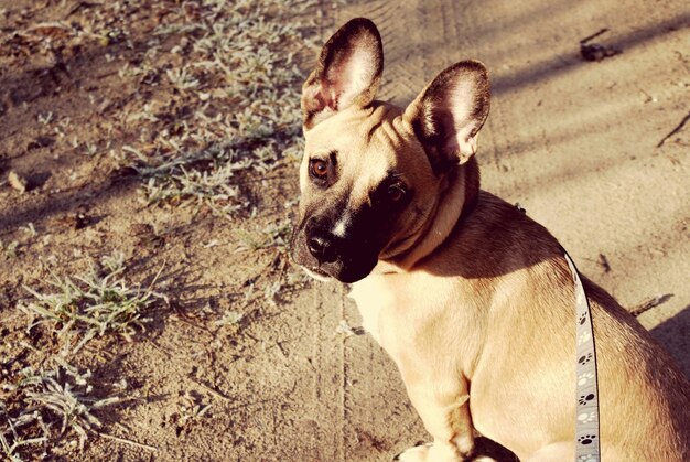 Foto retrato de un perro sentado al aire libre