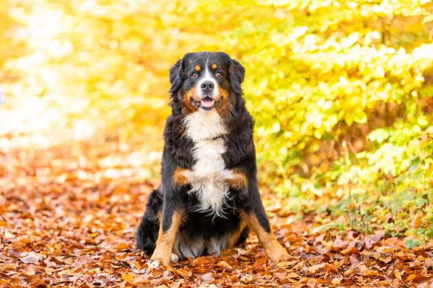 Foto retrato de un perro sentado en un árbol durante el otoño