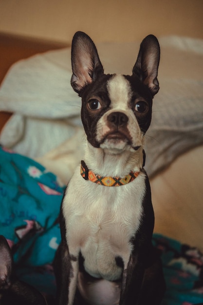 Retrato de un perro sentado en la cama en casa