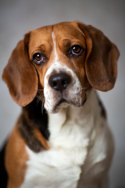 Retrato de un perro sentado en una cama de perro