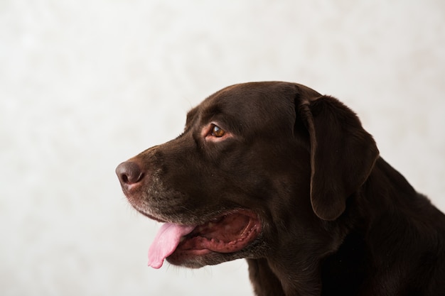 Retrato de un perro sentado en una cama de perro