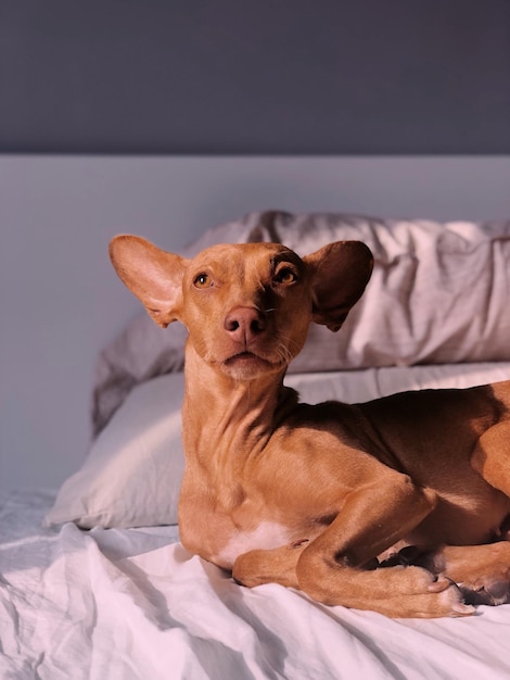 Foto retrato de un perro sentado en la cama