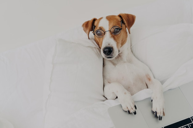 Foto retrato de un perro sentado en la cama