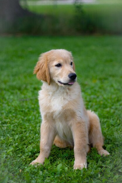 Foto retrato de un perro sentado en el campo