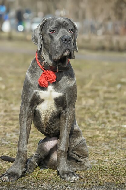 Foto retrato de un perro sentado en el campo