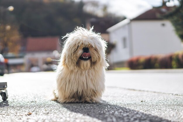 Retrato de un perro sentado en la carretera