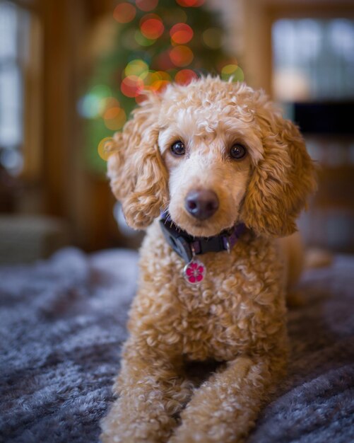 Retrato de un perro sentado en casa