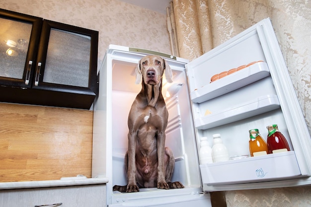 Foto retrato de un perro sentado en casa