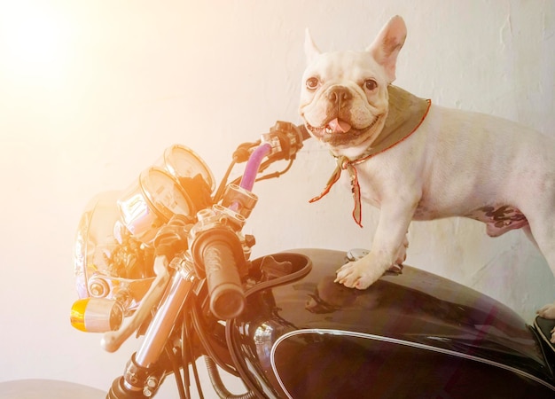 Retrato de un perro sentado en un coche