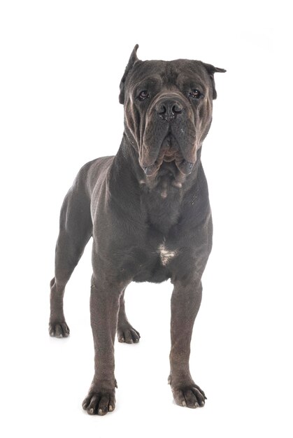 Retrato de un perro sentado contra un fondo blanco