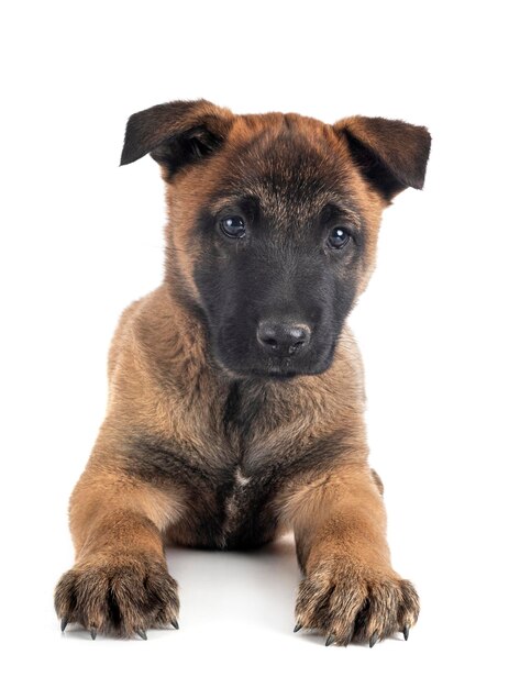 Foto retrato de un perro sentado contra un fondo blanco