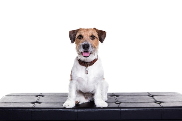 Retrato de un perro sentado contra un fondo blanco