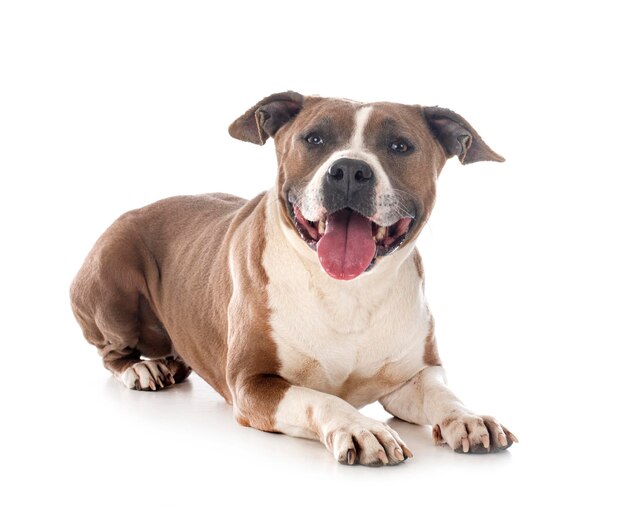 Foto retrato de un perro sentado contra un fondo blanco