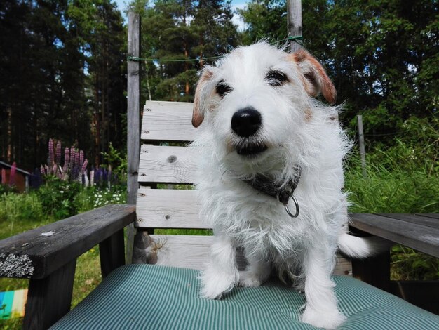 Retrato de un perro sentado en la hierba