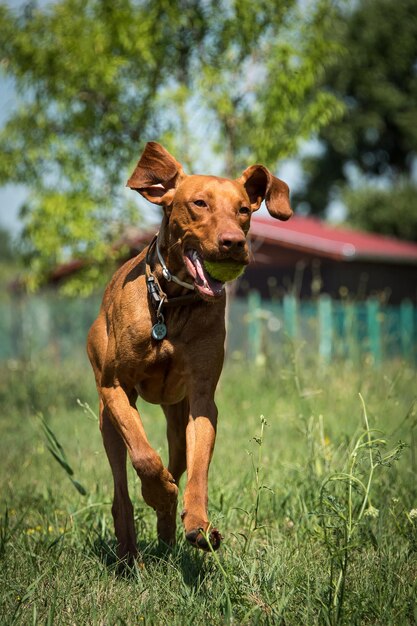 Retrato de un perro sentado en la hierba