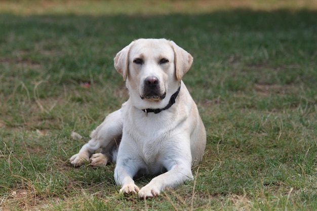 Foto retrato de un perro sentado en la hierba