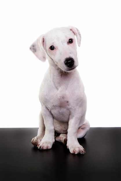 Foto retrato de un perro sentado en una mesa contra un fondo blanco