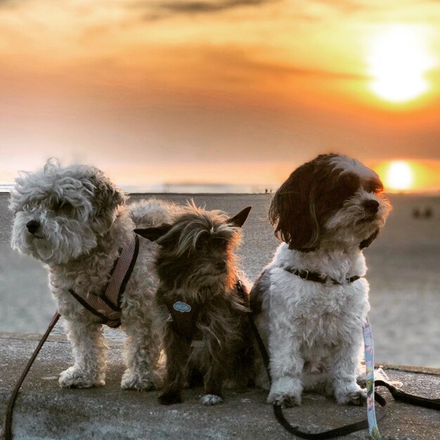 Foto retrato de un perro sentado en un paisaje contra el cielo al atardecer