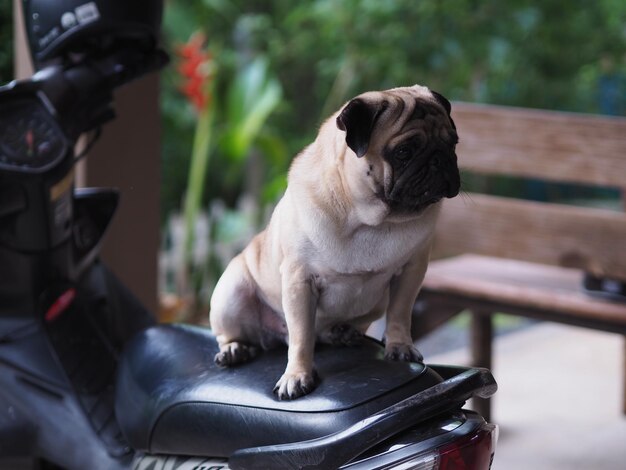 Foto retrato de un perro sentado en una silla