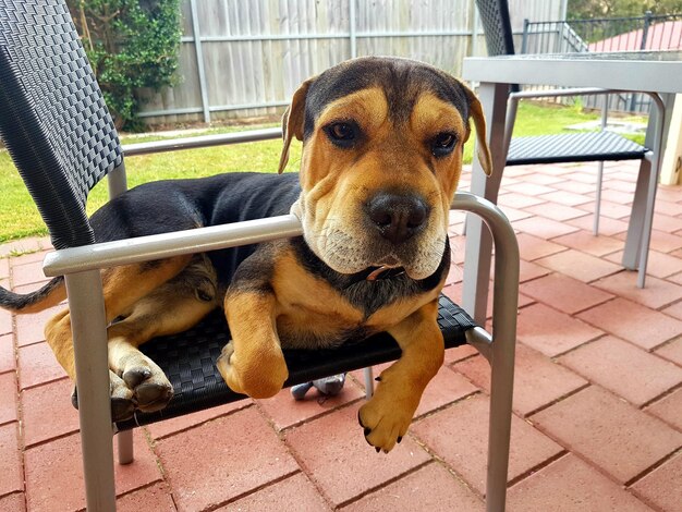 Foto retrato de un perro sentado en una silla