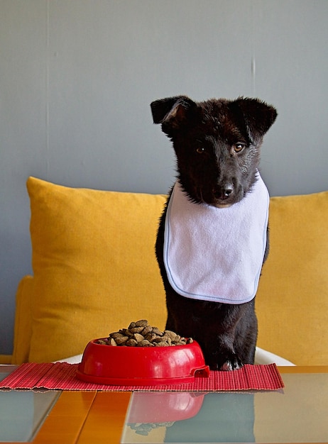 Retrato de un perro sentado en el sofá en casa