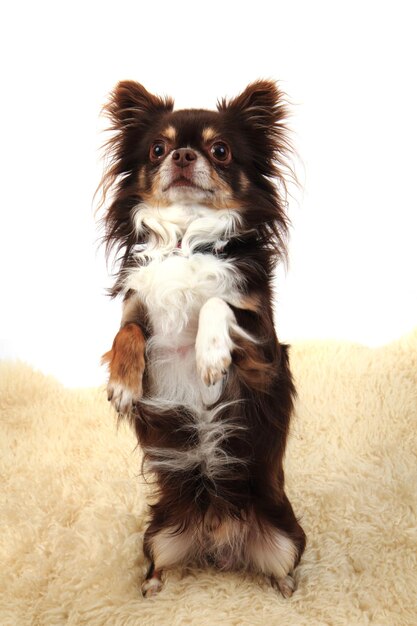 Retrato de un perro sentado en el suelo contra un fondo blanco