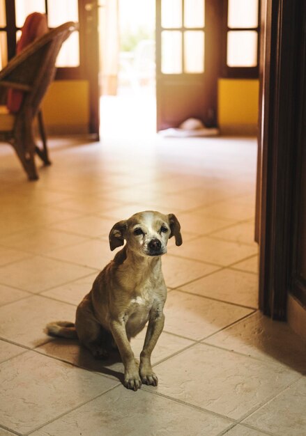 Foto retrato de un perro sentado en el suelo de su casa