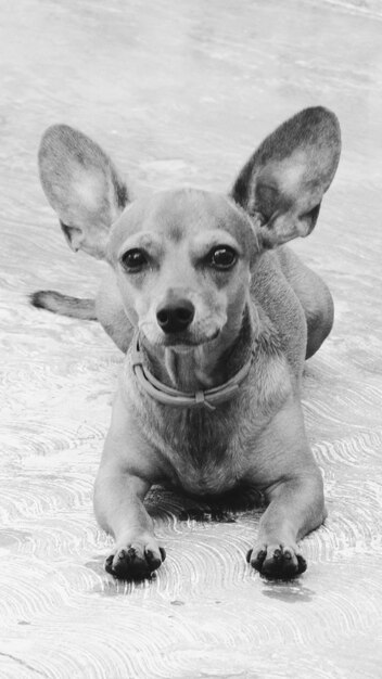 Foto retrato de un perro sentado en el suelo