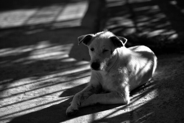 Foto retrato de un perro sentado en el suelo