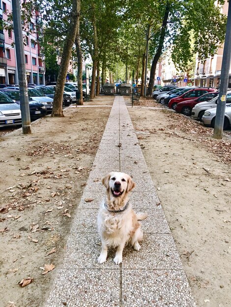 Foto retrato de un perro sentado en el tronco de un árbol