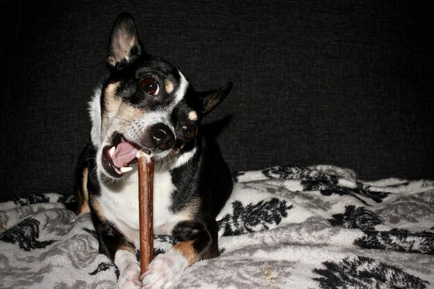 Foto retrato de un perro sentado