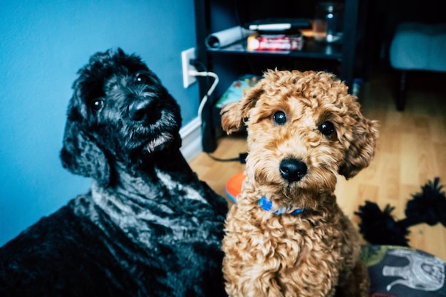 Foto retrato de un perro sentado