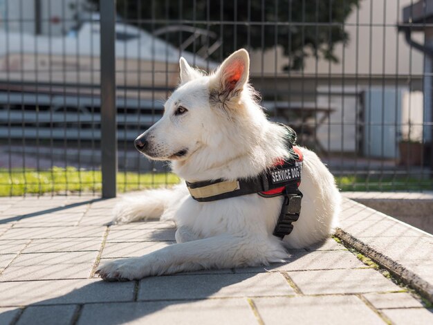 Retrato de un perro de servicio acostado afuera en el patio de la casa en un día soleado