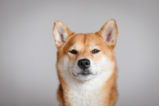 Retrato de un perro Shiba Inu japonés Lindo perro rojo