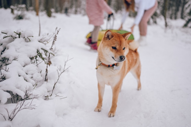 Retrato de un perro shiba inu rojo con correa negra en invierno sobre la nieve blanca