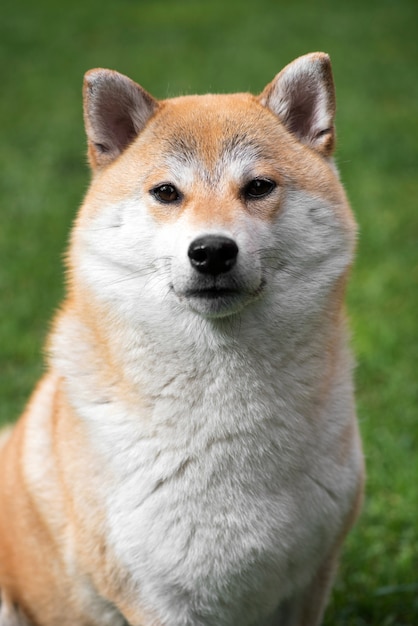 Retrato de perro Shiba Inu