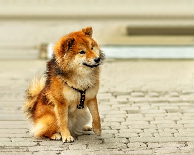 Retrato de un perro Shiba Inu