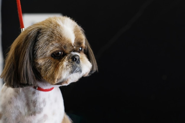 Retrato de un perro Shih Tzu después de acicalarse sobre un fondo negro