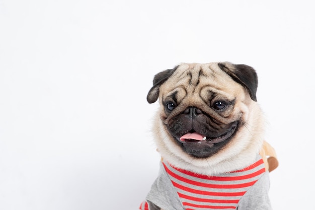 Foto retrato de un perro sobre un fondo blanco