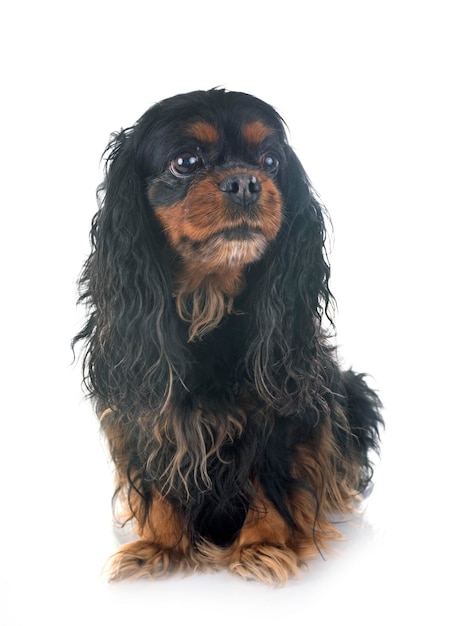 Foto retrato de un perro sobre un fondo blanco