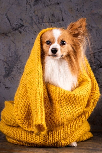 Retrato de un perro sobre un fondo gris brutal