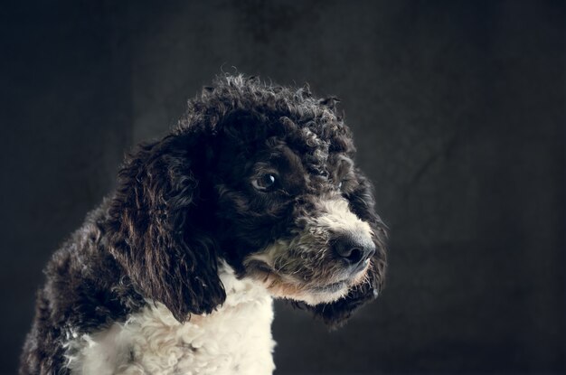 Retrato de perro sucio