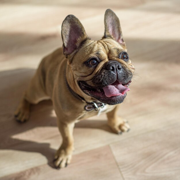 Foto retrato de un perro en el suelo