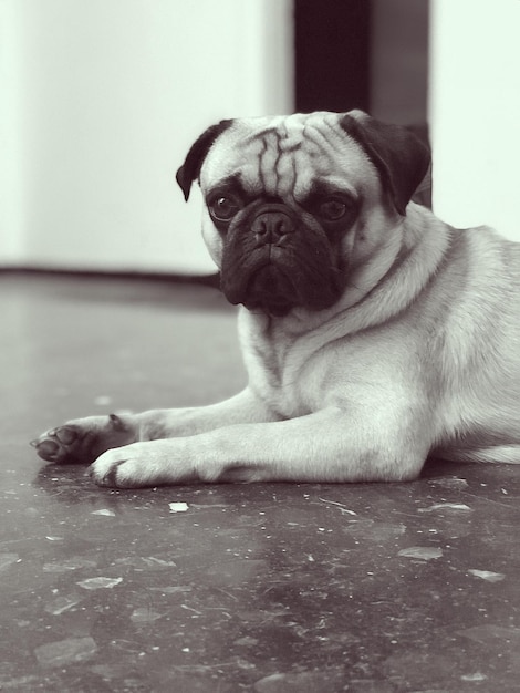 Foto retrato de un perro tendido en el suelo en casa