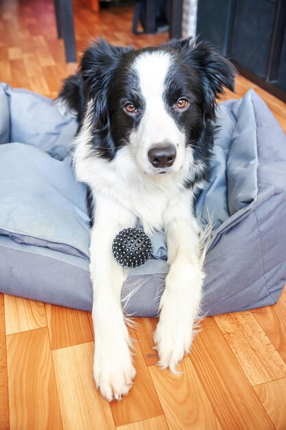 Foto retrato de un perro tendido en el suelo en casa