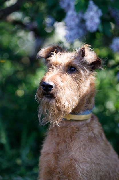 retrato de un perro terrier rojo en el parque