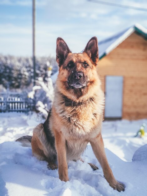 Retrato de un perro en una tierra cubierta de nieve