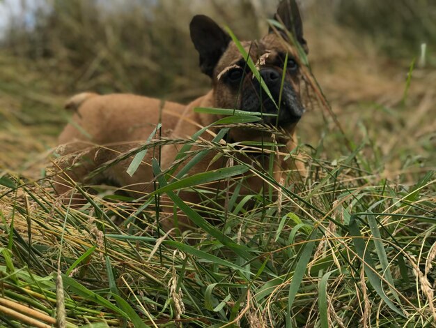 Foto retrato de un perro en tierra